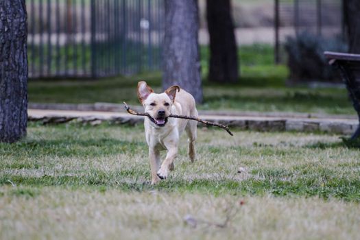 A Brown labrador running with a stick in its mouth in a grass field