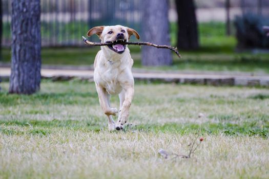 A Brown labrador running with a stick in its mouth in a grass field