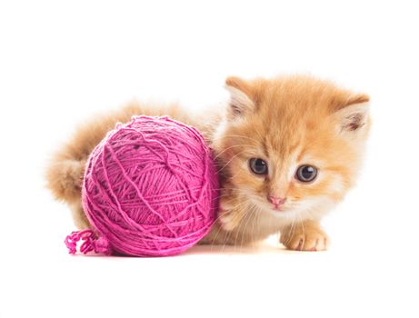 Red playful kitten with purple ball of yarn, is lying on white