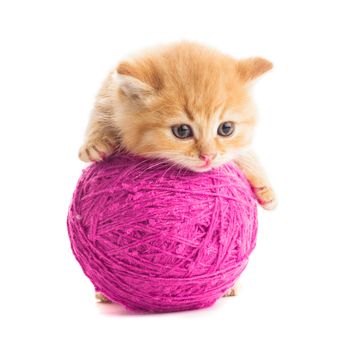 Red playful kitten with purple ball of yarn, is lying on white