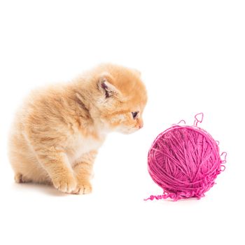 Red playful kitten with purple ball of yarn, is lying on white