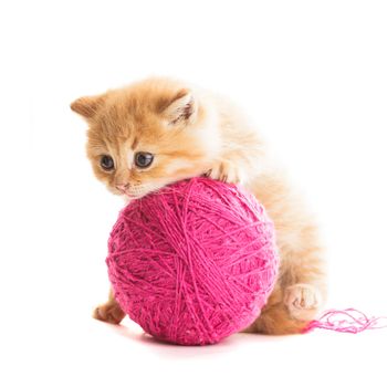 Red playful kitten with purple ball of yarn, is lying on white