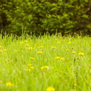 Spring meadows close up: green grass and dandelions