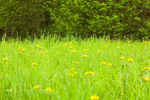 Spring meadows close up: green grass and dandelions