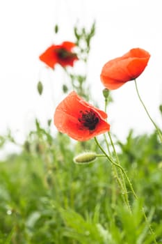 Poppies field over white background for design