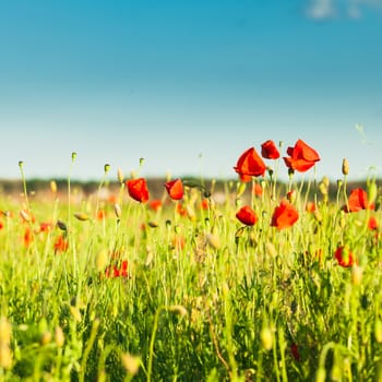 Poppies field over blue sky with clouds