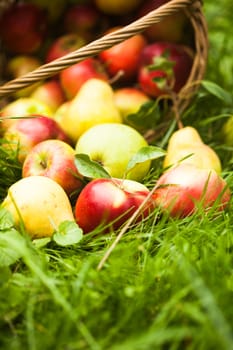 Apples and pears scattered from the basket on a grass in the garden