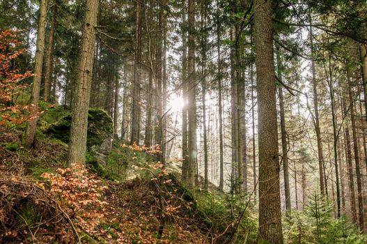 Sun in a autumn Forest taken in Upper Austria