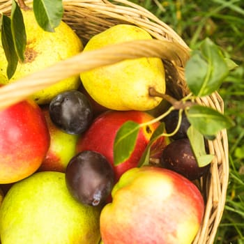 Apples and pears and plums in the basket on a grass