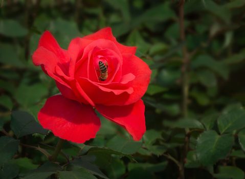 
Beautiful big red rose in the center of which a bee gathers honey. Presented on the background of green leaves.