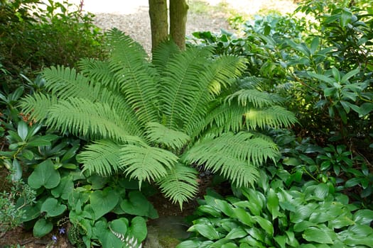 Shrubs green fern in a beautiful typical English garden                               