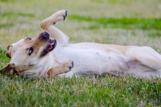 A Brown labrador in a grass field
