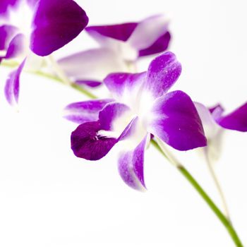 beautiful  purple orchid flower