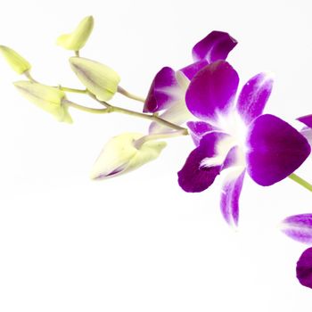 beautiful  purple orchid flower