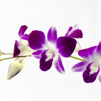 beautiful  purple orchid flower