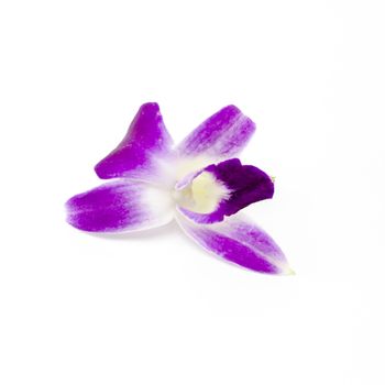 beautiful  purple orchid flower