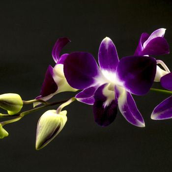 beautiful  purple orchid flower