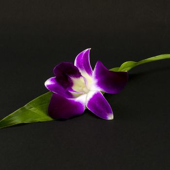 beautiful  purple orchid flower