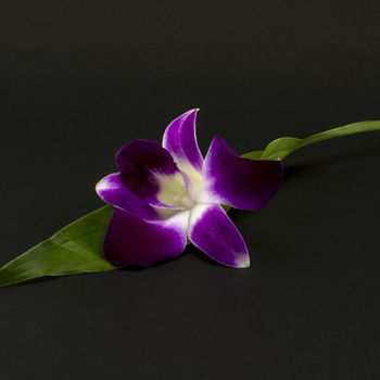 beautiful  purple orchid flower