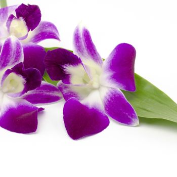 beautiful  purple orchid flower