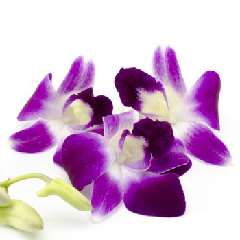 beautiful  purple orchid flower