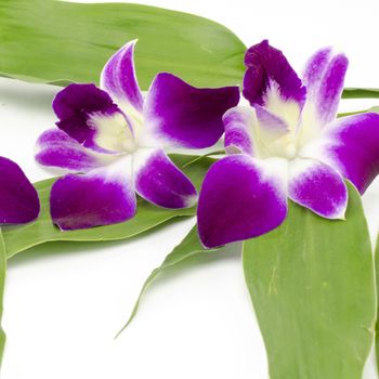 beautiful  purple orchid flower