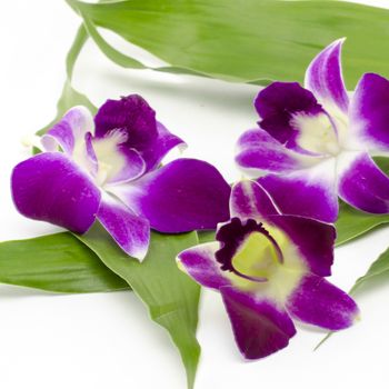 beautiful  purple orchid flower