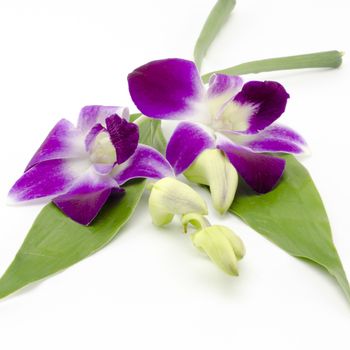 beautiful  purple orchid flower