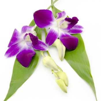 beautiful  purple orchid flower