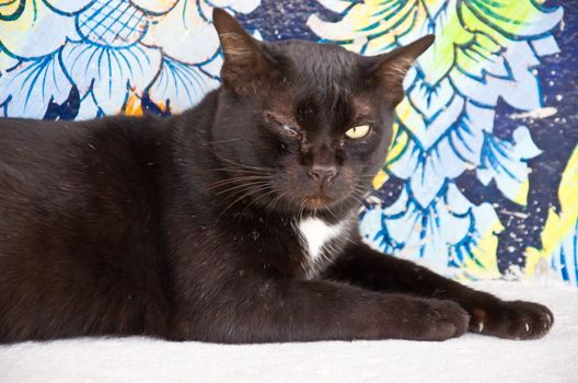 close up of black cat with inflammatory eye