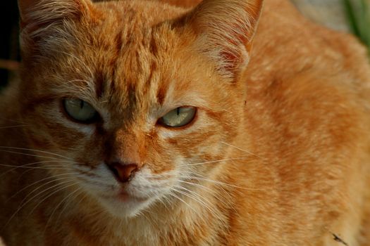 Close up of the face of an orange colored cat. 