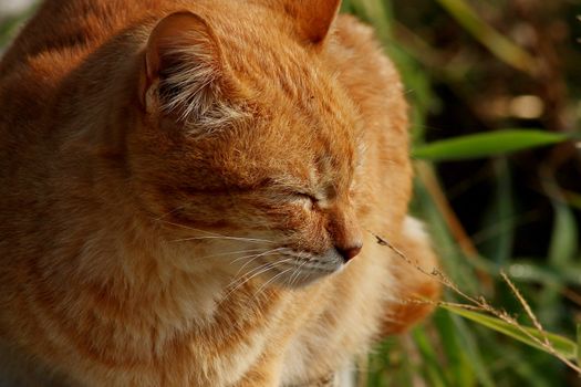 Close up of the face of an orange colored cat. 