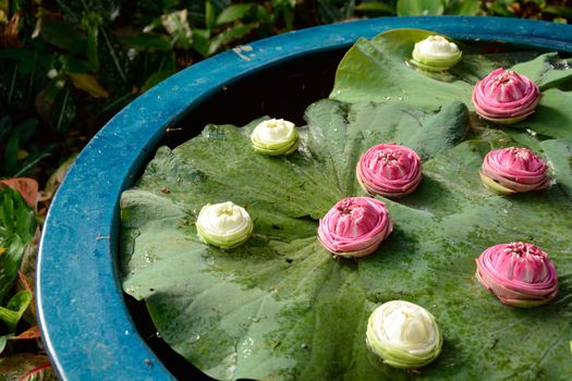 many pink and white lotus flower on pot