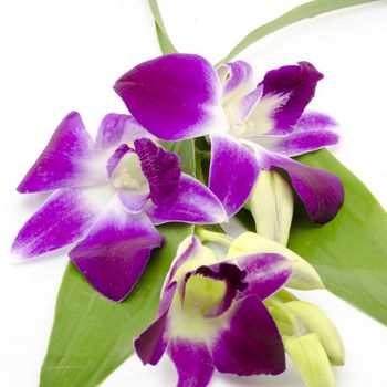 beautiful  purple orchid flower