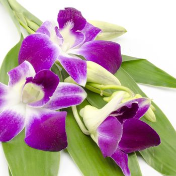 beautiful  purple orchid flower