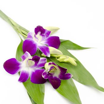 beautiful  purple orchid flower