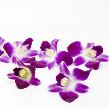 beautiful  purple orchid flower