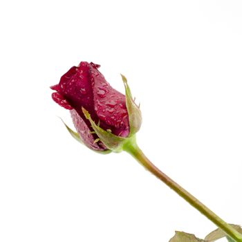 beautiful rose flower isolated on white background