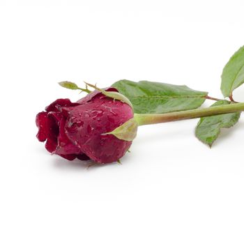 beautiful rose flower isolated on white background