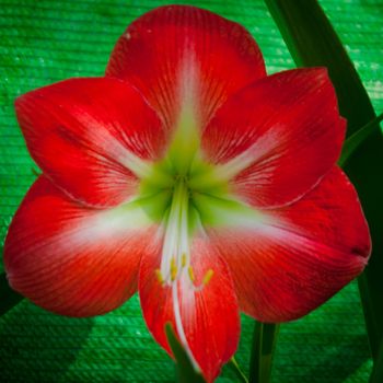 Close up of the wild Orchid Flower