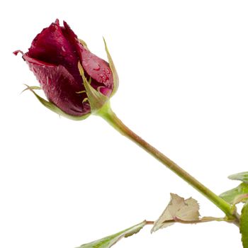 beautiful rose flower isolated on white background