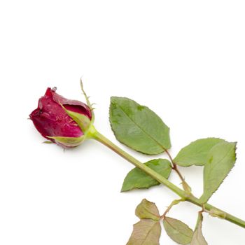 beautiful rose flower isolated on white background