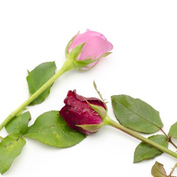 beautiful rose flower isolated on white background