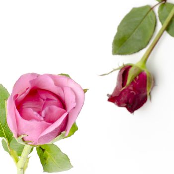 beautiful rose flower isolated on white background