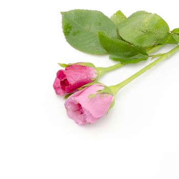 beautiful rose flower isolated on white background