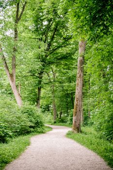 Beautiful road through the summer forest in austria