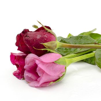 beautiful rose flower isolated on white background