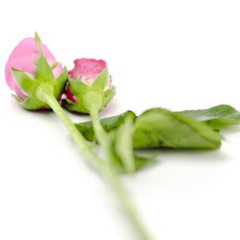 beautiful rose flower isolated on white background