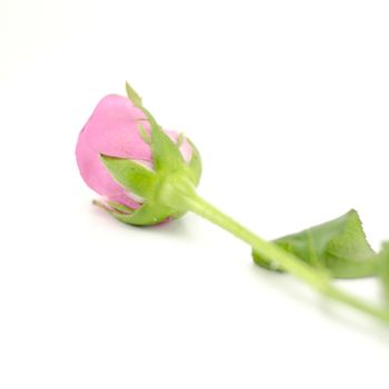 beautiful rose flower isolated on white background