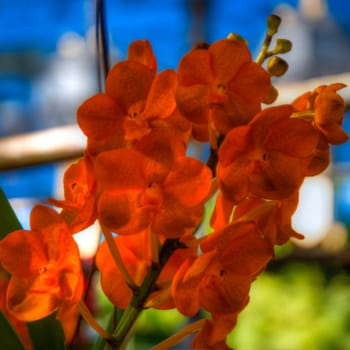 Close up of the wild Orchid Flower